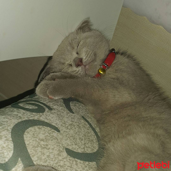 Scottish Fold, Kedi  Gray fotoğrafı