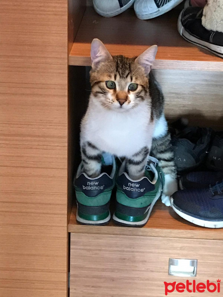 Tekir Kedi, Kedi  Ponçik fotoğrafı