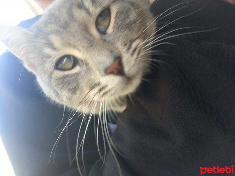 Abyssinian, Kedi  Ponçik fotoğrafı