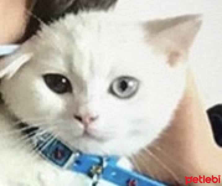 British Shorthair, Kedi  Pamuk fotoğrafı
