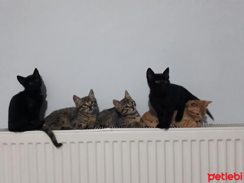Tekir Kedi, Kedi  kedi kardeş fotoğrafı