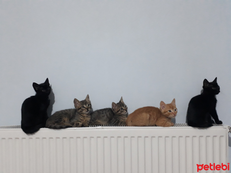 Tekir Kedi, Kedi  kedi kardeş fotoğrafı