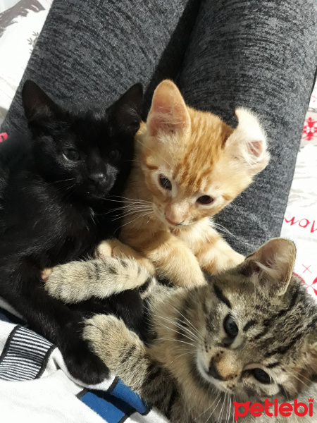 Tekir Kedi, Kedi  kedi kardeş fotoğrafı