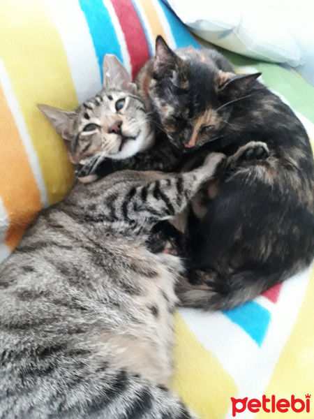 Tekir Kedi, Kedi  kedi kardeş fotoğrafı