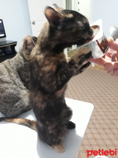 Tekir Kedi, Kedi  kedi kardeş fotoğrafı
