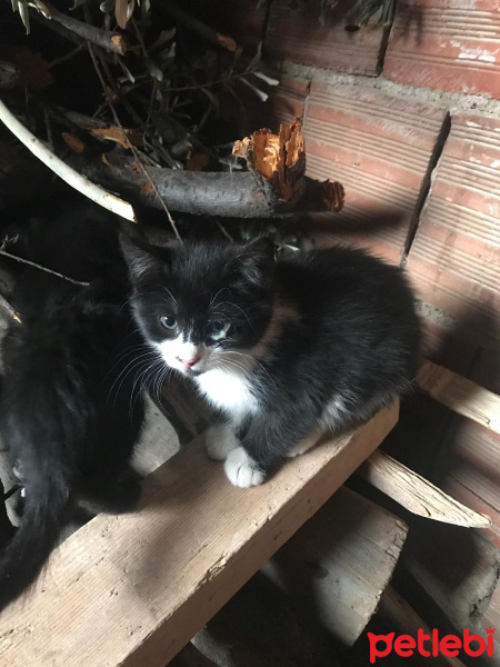 Tekir Kedi, Kedi  Smokin fotoğrafı
