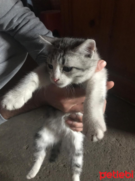 Tekir Kedi, Kedi  Smokin fotoğrafı