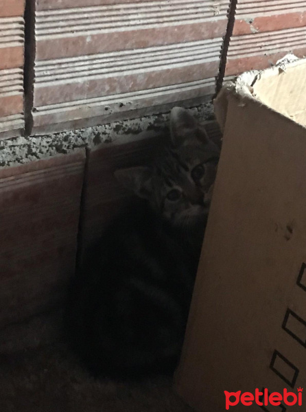 Tekir Kedi, Kedi  Smokin fotoğrafı