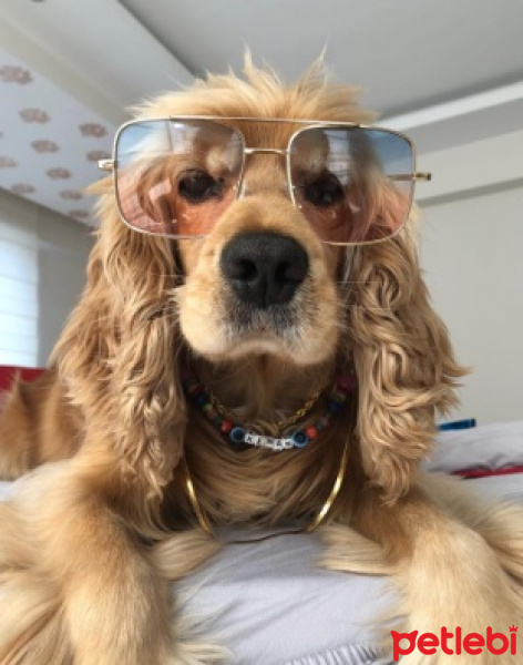 Amerikan Cocker Spaniel, Köpek  Kenan fotoğrafı