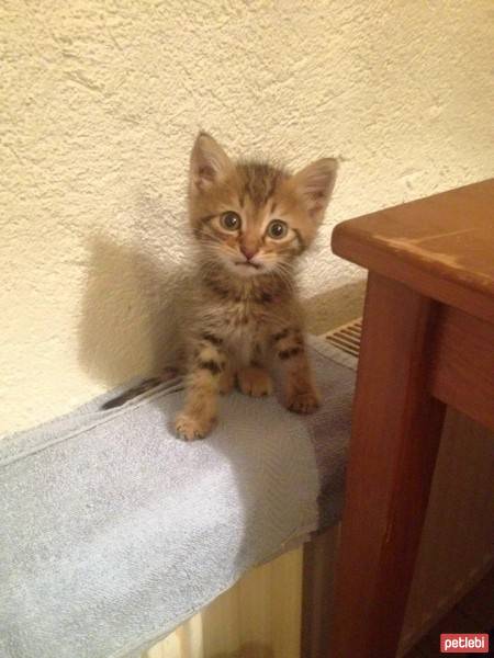 European Shorthair, Kedi  Oglum fotoğrafı