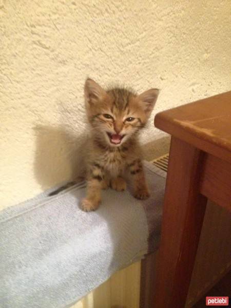 European Shorthair, Kedi  Oglum fotoğrafı