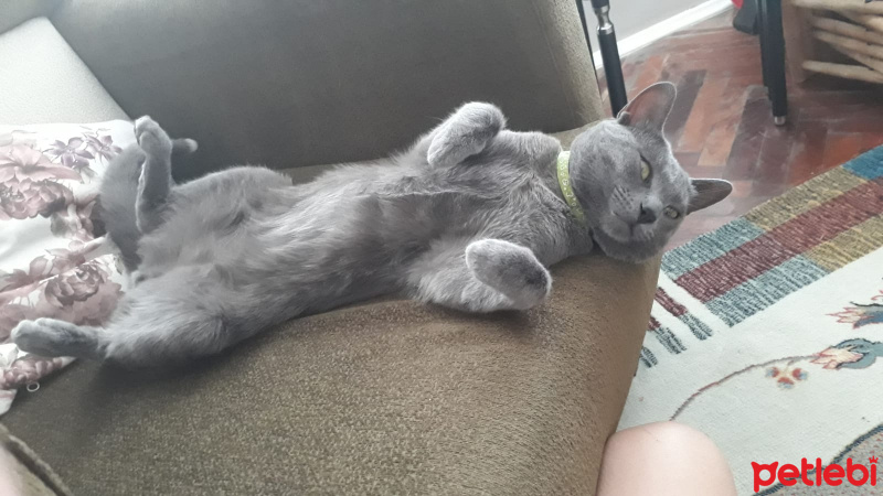 Mavi Rus, Kedi  Saten fotoğrafı