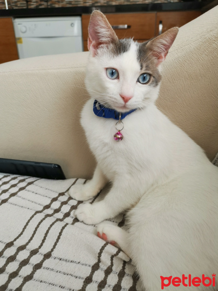 Van Kedisi, Kedi  Mimi fotoğrafı