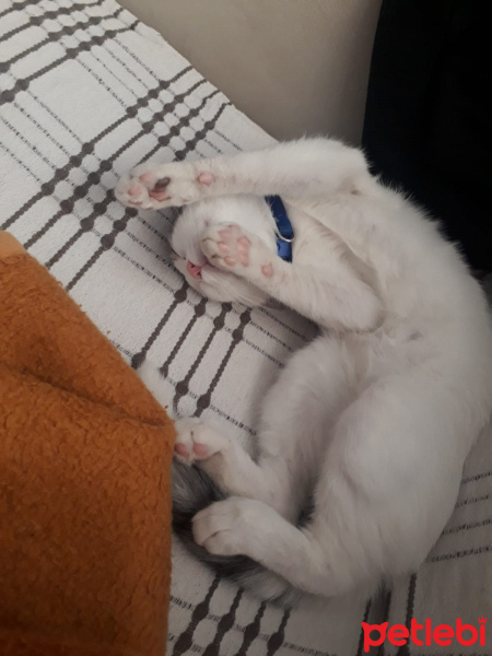 Van Kedisi, Kedi  Mimi fotoğrafı