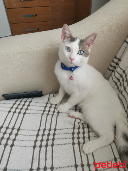 Van Kedisi, Kedi  Mimi fotoğrafı