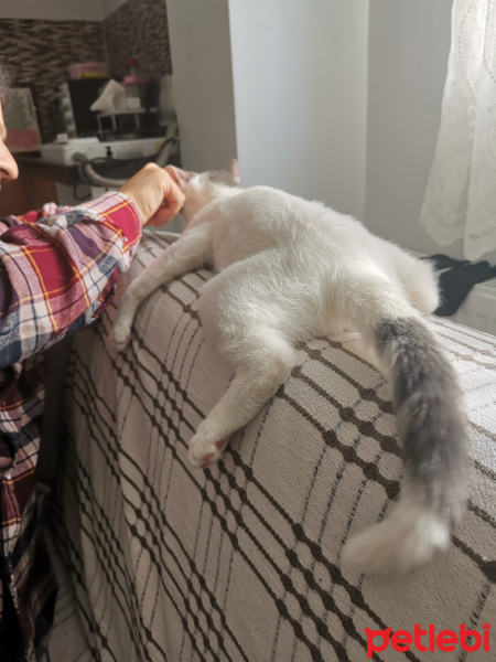 Van Kedisi, Kedi  Mimi fotoğrafı