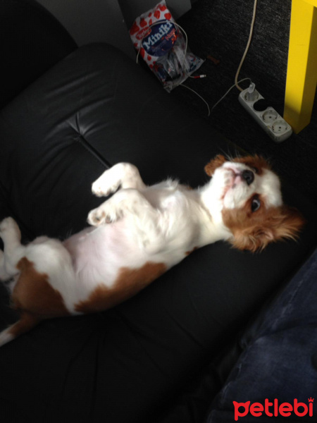 Cavalier King Charles Spanieli, Köpek  Lola fotoğrafı