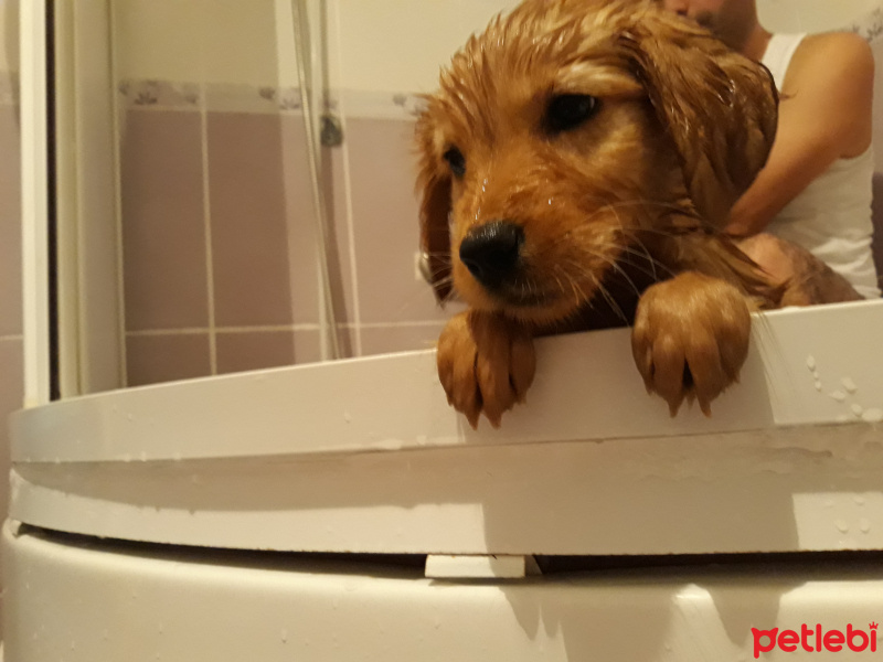 Golden Retriever, Köpek  Lady fotoğrafı