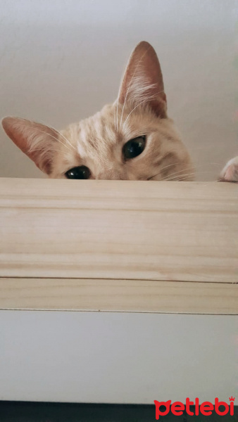 Sarman, Kedi  Kaju fotoğrafı
