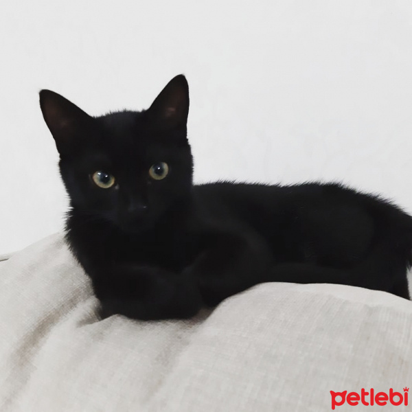 Tekir Kedi, Kedi  Gece fotoğrafı