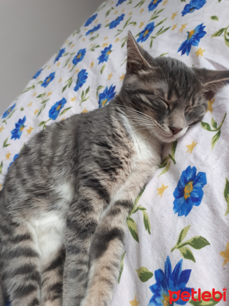 Soke, Kedi  Cheddar fotoğrafı