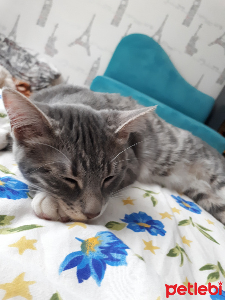 Soke, Kedi  Cheddar fotoğrafı