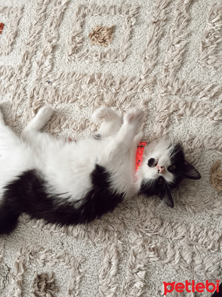 Tuxedo (Smokin) Kedi, Kedi  Nora fotoğrafı