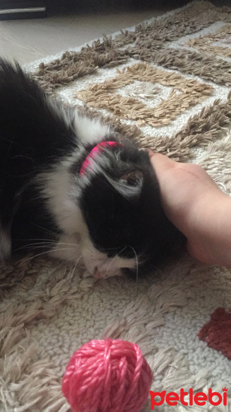 Tuxedo (Smokin) Kedi, Kedi  Nora fotoğrafı