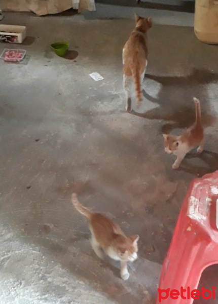 Tekir Kedi, Kedi  Kedi fotoğrafı