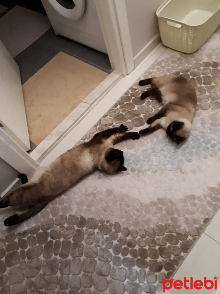 Siyam Kedisi, Kedi  Shiva fotoğrafı