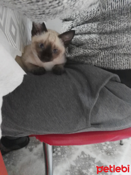 Siyam Kedisi, Kedi  Maya❤ fotoğrafı