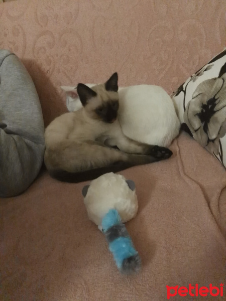 Siyam Kedisi, Kedi  Maya❤ fotoğrafı