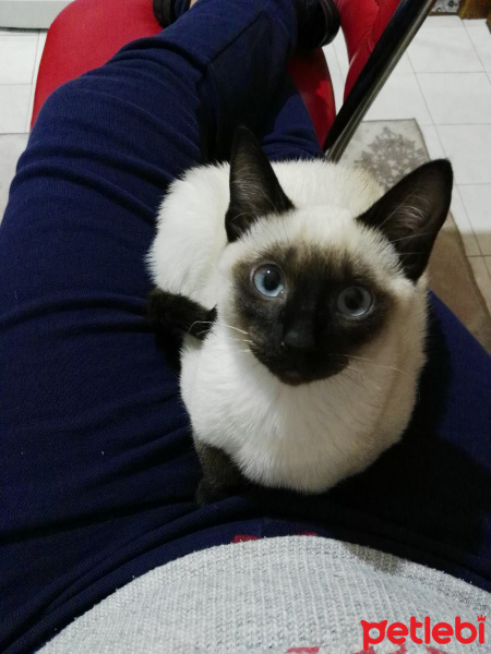 Siyam Kedisi, Kedi  Maya❤ fotoğrafı