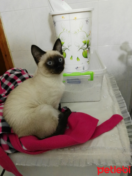 Siyam Kedisi, Kedi  Maya❤ fotoğrafı