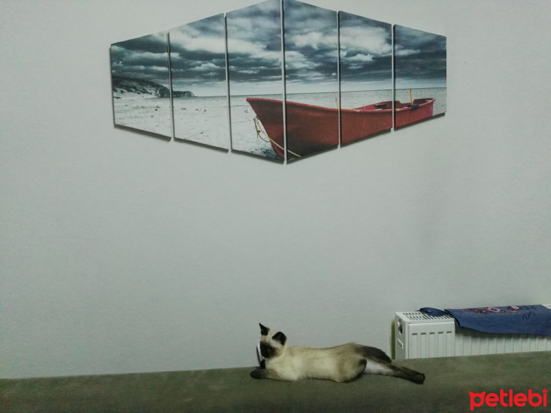 Siyam Kedisi, Kedi  Maya❤ fotoğrafı