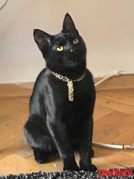Bombay, Kedi  Tupac fotoğrafı