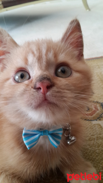 British Shorthair, Kedi  ARDA fotoğrafı