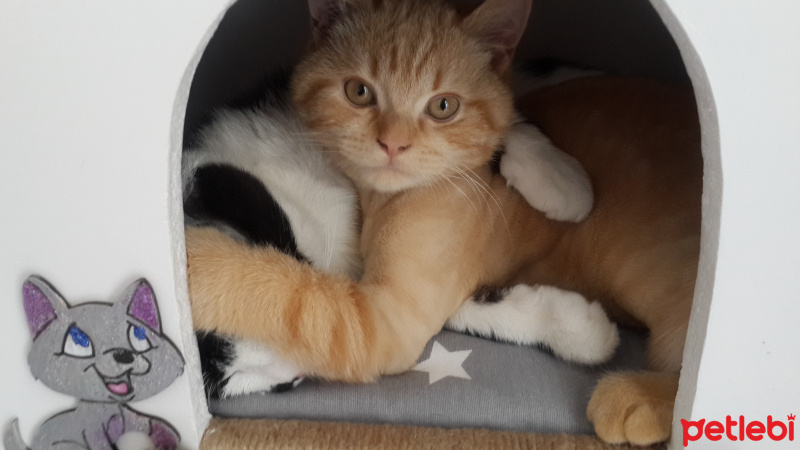 British Shorthair, Kedi  ARDA fotoğrafı