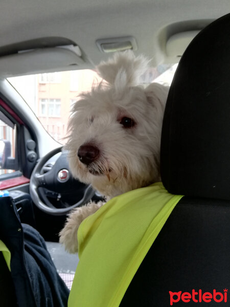 Maltese, Köpek  Badem fotoğrafı