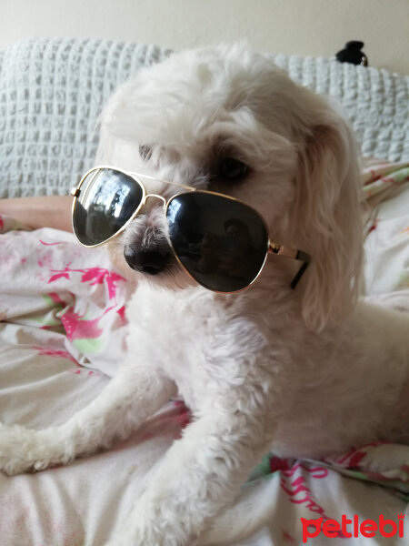 Maltese, Köpek  Badem fotoğrafı