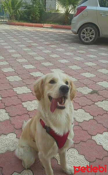 Golden Retriever, Köpek  kevin fotoğrafı