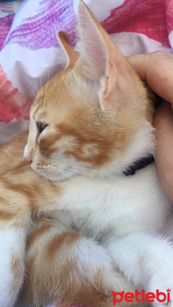 Sarman, Kedi  ismet fotoğrafı