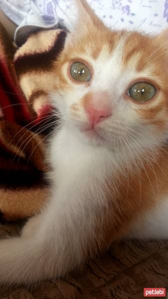 Tekir Kedi, Kedi  Pati fotoğrafı