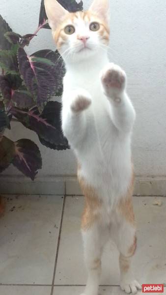 Tekir Kedi, Kedi  Pati fotoğrafı