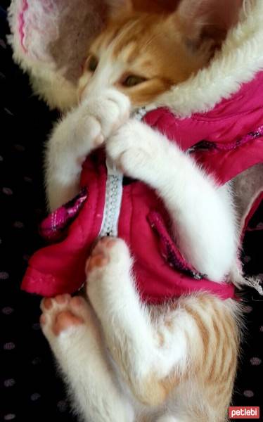 Tekir Kedi, Kedi  Pati fotoğrafı
