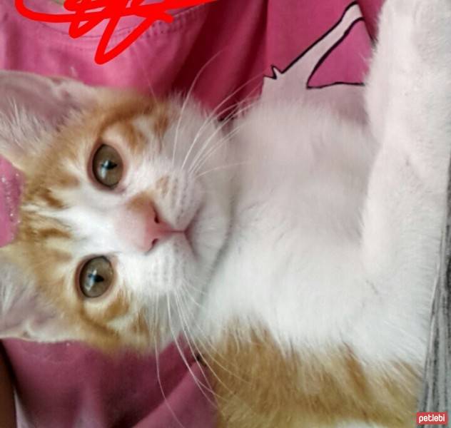 Tekir Kedi, Kedi  Pati fotoğrafı