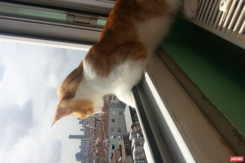 Tekir Kedi, Kedi  Pati fotoğrafı