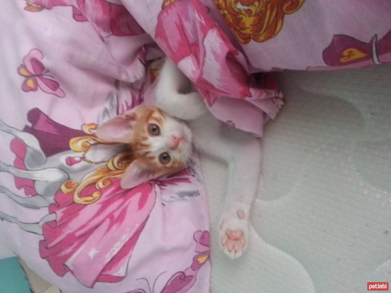 Tekir Kedi, Kedi  Pati fotoğrafı