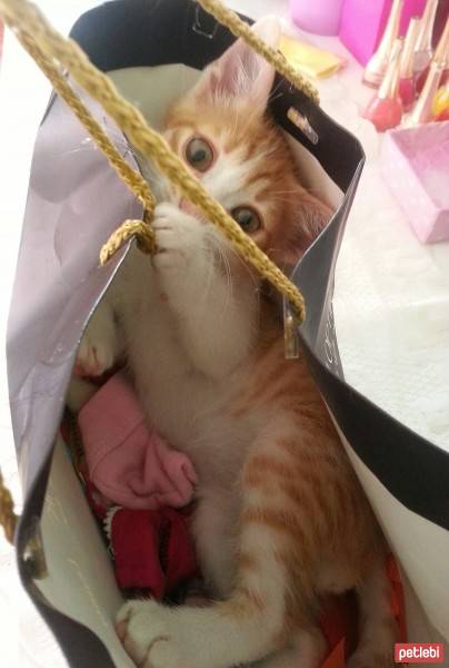 Tekir Kedi, Kedi  Pati fotoğrafı