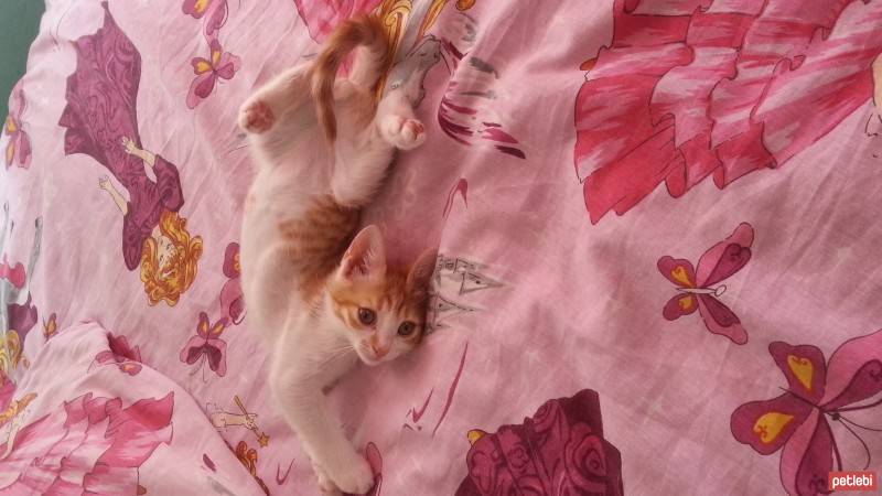 Tekir Kedi, Kedi  Pati fotoğrafı